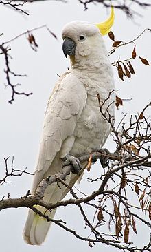 Sulphur-crested cockatoo httpsuploadwikimediaorgwikipediacommonsthu