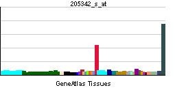 SULT1C2