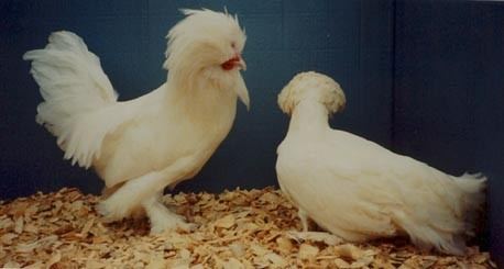 Sultan chicken White Sultan Chickens Baby Chicks for Sale Cackle Hatchery