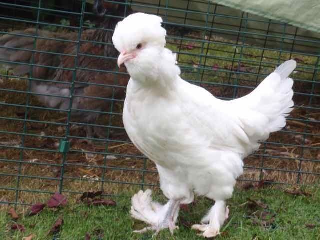 Sultan chicken Sultan For Sale Chickens Breed Information Omlet