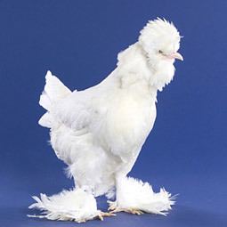 Sultan chicken Chicken Breeds Sultan