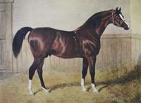 Sultan (horse) httpsuploadwikimediaorgwikipediacommons33