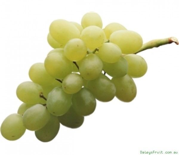 Sultana (grape) Grape Thompson Seedless Sultana Tree Vitus vinifera