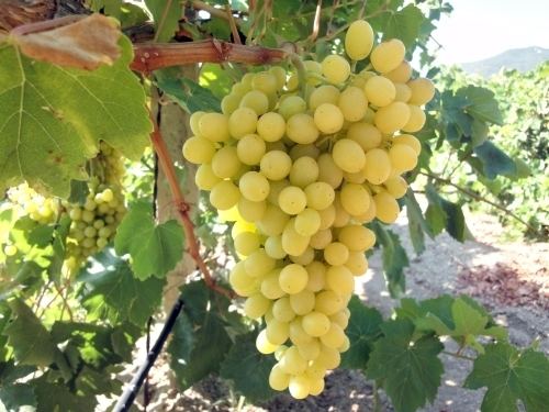 Sultana (grape) Grape quotSultanaquot Perth WA Online Garden Centre