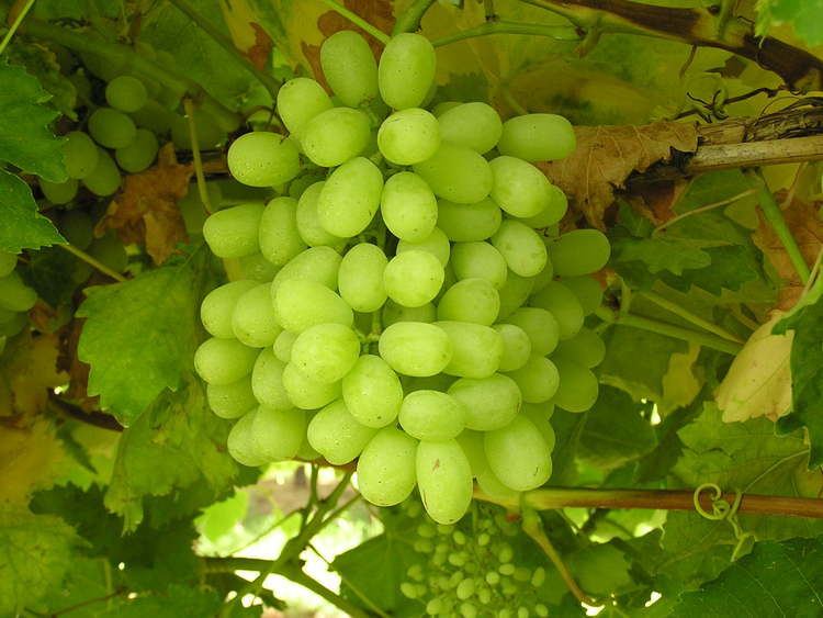 Sultana (grape) Sultana Seedless LightGreen Grape Vine Green Cloud Solutions