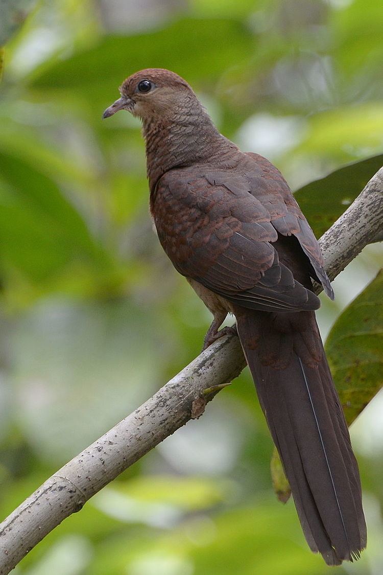 Sultan's cuckoo-dove