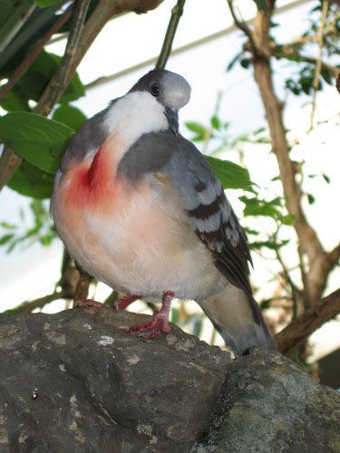 Sulu bleeding-heart Genus Gallicolumba Sulu BleedingHeart pigeon