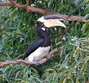Sulu Hornbill Alchetron The Free Social Encyclopedia
