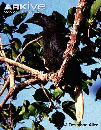Sulu hornbill Sulu hornbill videos photos and facts Anthracoceros montani ARKive
