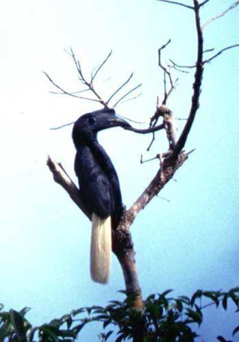 Sulu hornbill Sulu Hornbill Bird Gallery Birdwatchph