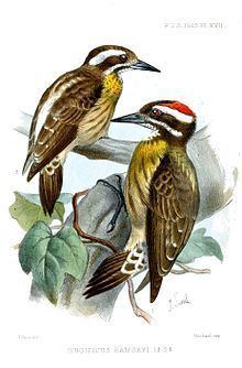 Sulu pygmy woodpecker httpsuploadwikimediaorgwikipediacommonsthu