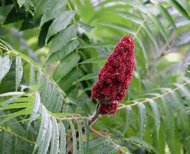 Sumac Sumac The Edible Wild Plant You Wrongly Thought Was Always