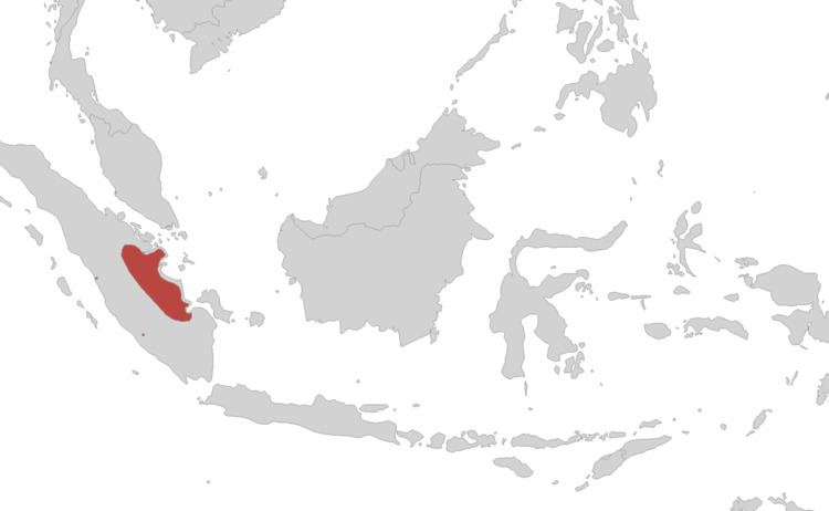 Sumatran caecilian