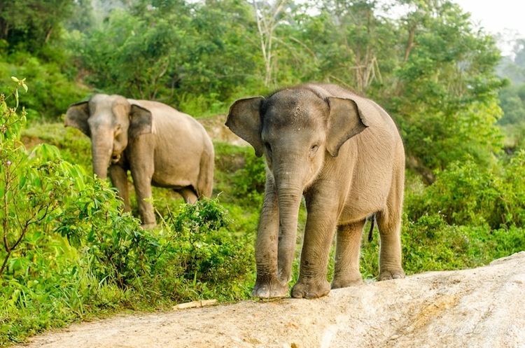 Sumatran elephant Critically Endangered Sumatran Elephants