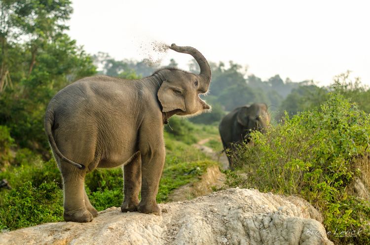 Sumatran elephant wwwberdiriorgwpcontentuploads201303DSC405