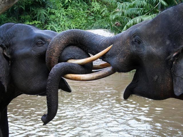Sumatran elephant Sumatran Elephant Species WWF