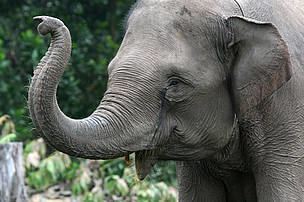 Sumatran elephant Habitat loss drives Sumatran elephants step closer to extinction WWF