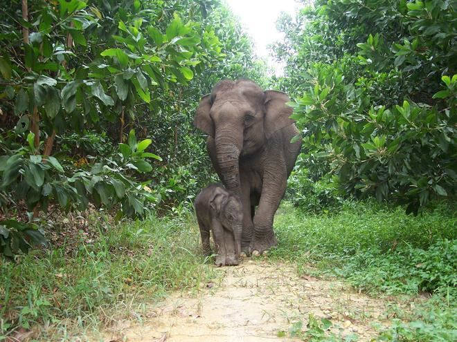 Sumatran elephant Sumatran Elephant Species WWF