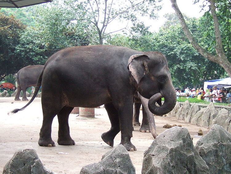 Sumatran elephant Sumatran Elephant Elephas Maximus Sumatranus Animals AZ Animals