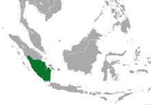 Sumatran giant shrew httpsuploadwikimediaorgwikipediacommonsthu