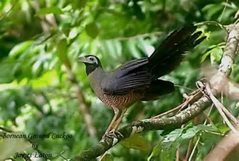 Sumatran ground cuckoo More on Carpococcyx viridis Sumatran ground cuckoo