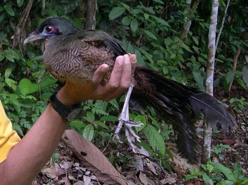 Sumatran ground cuckoo Rare cuckoo breaks its silence with a song New Scientist