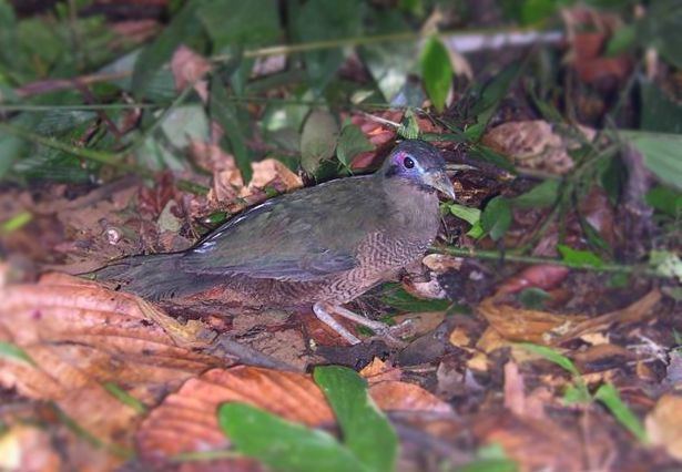 Sumatran ground cuckoo Taneak Jang Rejang land Tanah Rejang Sumatran Groundcuckoo