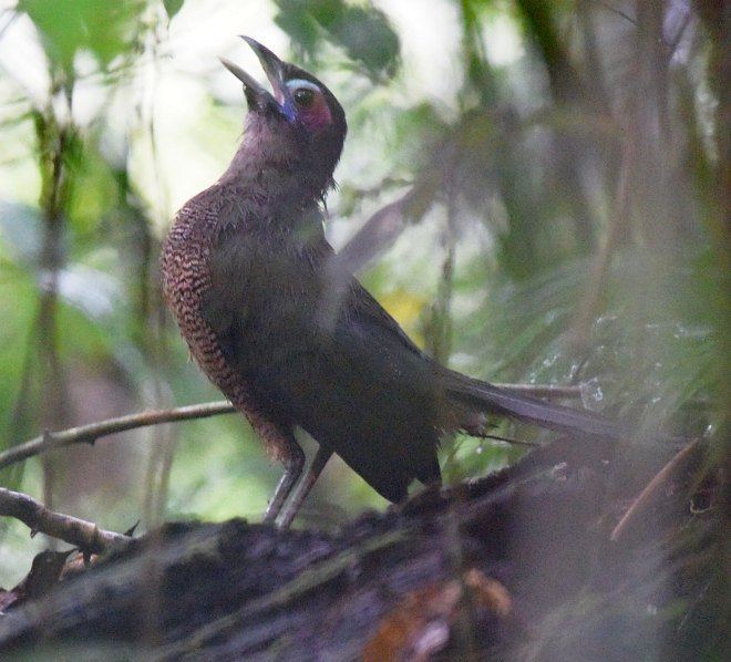 Sumatran ground cuckoo Oriental Bird Club Image Database Sumatran Ground Cuckoo