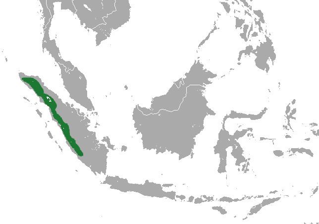 Sumatran long-tailed shrew
