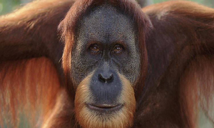 Sumatran orangutan Sumatran Orangutan Species WWF