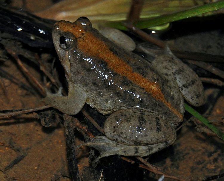 Sumatran puddle frog