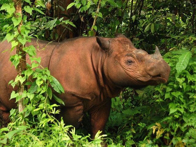 Sumatran rhinoceros Sumatran Rhino Species WWF