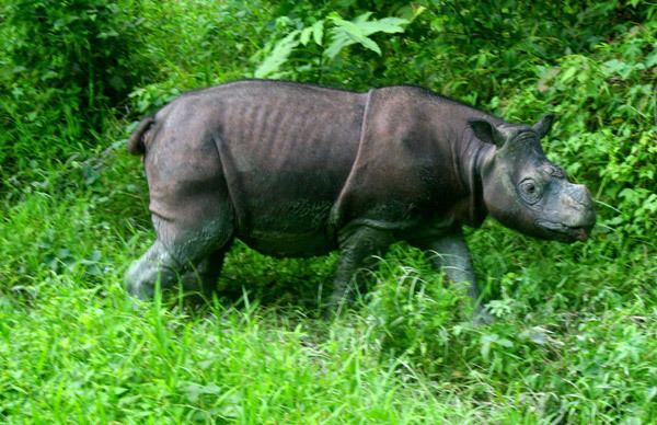 Sumatran rhinoceros Officials Sumatran rhino is extinct in the wild in Sabah