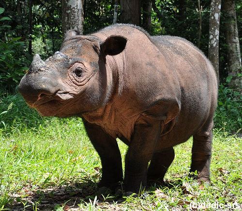 Sumatran rhinoceros 1000 ideas about Sumatran Rhinoceros on Pinterest Rhinos Animal
