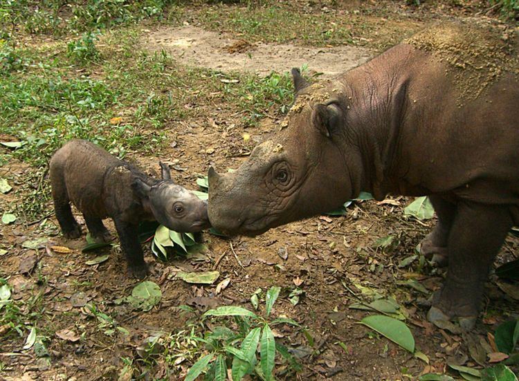 Sumatran rhinoceros Sumatran Rhino International Rhino Foundation