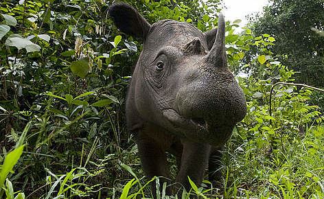 Sumatran rhinoceros Sumatran rhino WWF