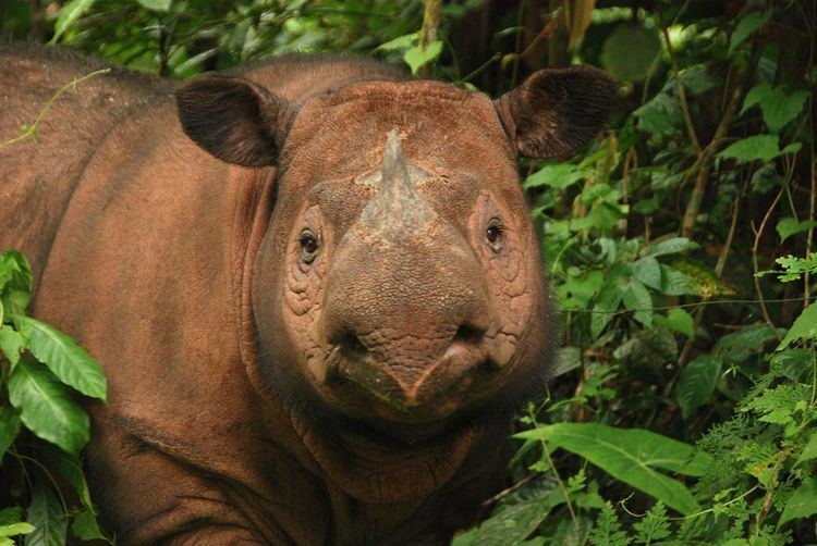 Sumatran rhinoceros Sumatran Rhino International Rhino Foundation