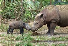 Sumatran rhinoceros httpsuploadwikimediaorgwikipediacommonsthu