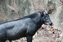 Sumatran serow httpsuploadwikimediaorgwikipediacommonsthu