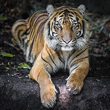Sumatran tiger httpsuploadwikimediaorgwikipediacommonsthu