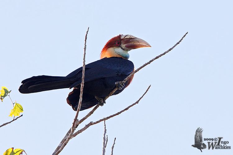 Sumba hornbill hornbill