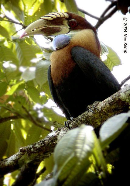 Sumba hornbill Oriental Bird Club Image Database Sumba Hornbill Rhyticeros everetti