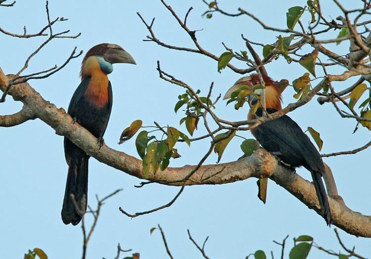 Sumba hornbill Sumba Hornbill Rhyticeros everetti videos photos and sound