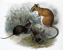 Sumichrast's vesper rat httpsuploadwikimediaorgwikipediacommonsthu