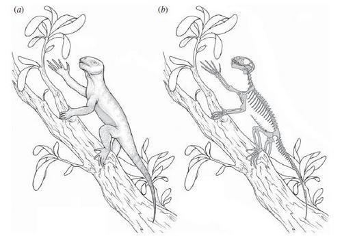 Suminia Suminia Life in the Trees 260 Million Years Ago Laelaps