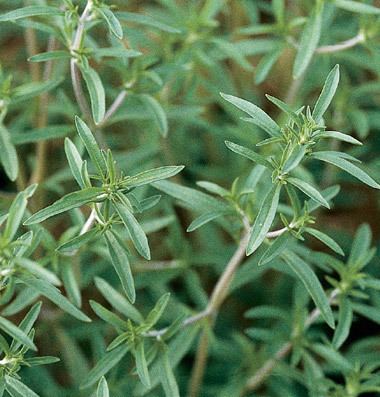 Summer savory Summer Savory Health Benefits Nutrition Recipes Substitutes