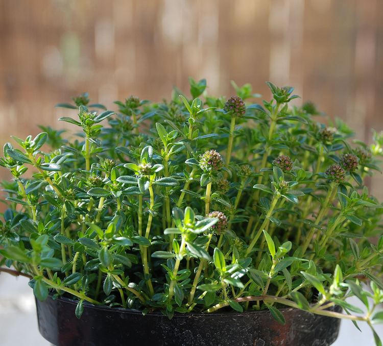 Summer savory How to Grow Savory Harvest to Table