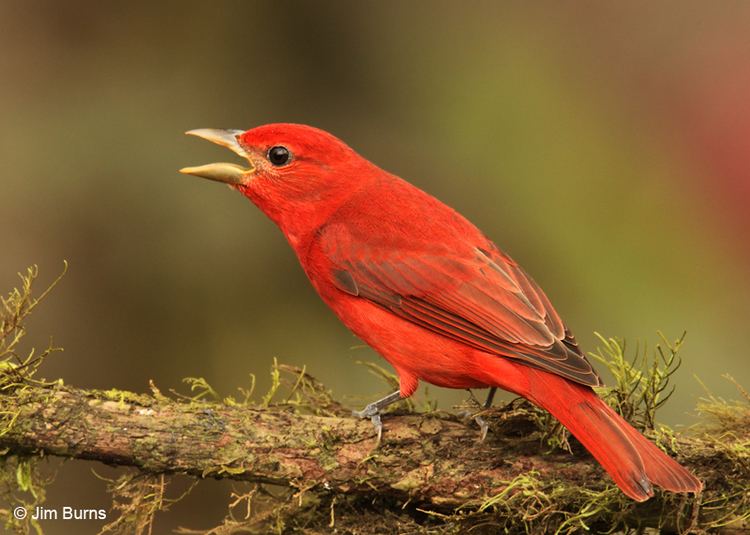 Summer tanager Costa Rica Summer Tanager