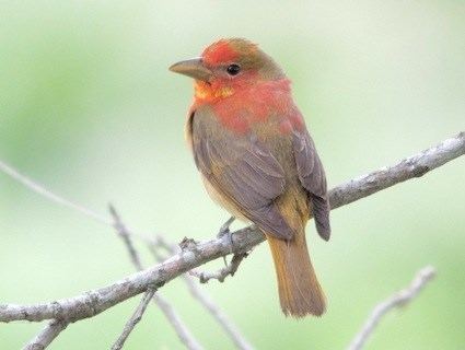 Summer tanager Summer Tanager Identification All About Birds Cornell Lab of