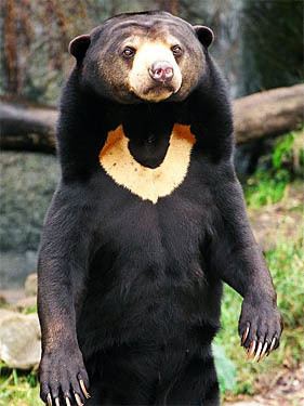 Sun bear Malayan Sun Bears Bears Of The World